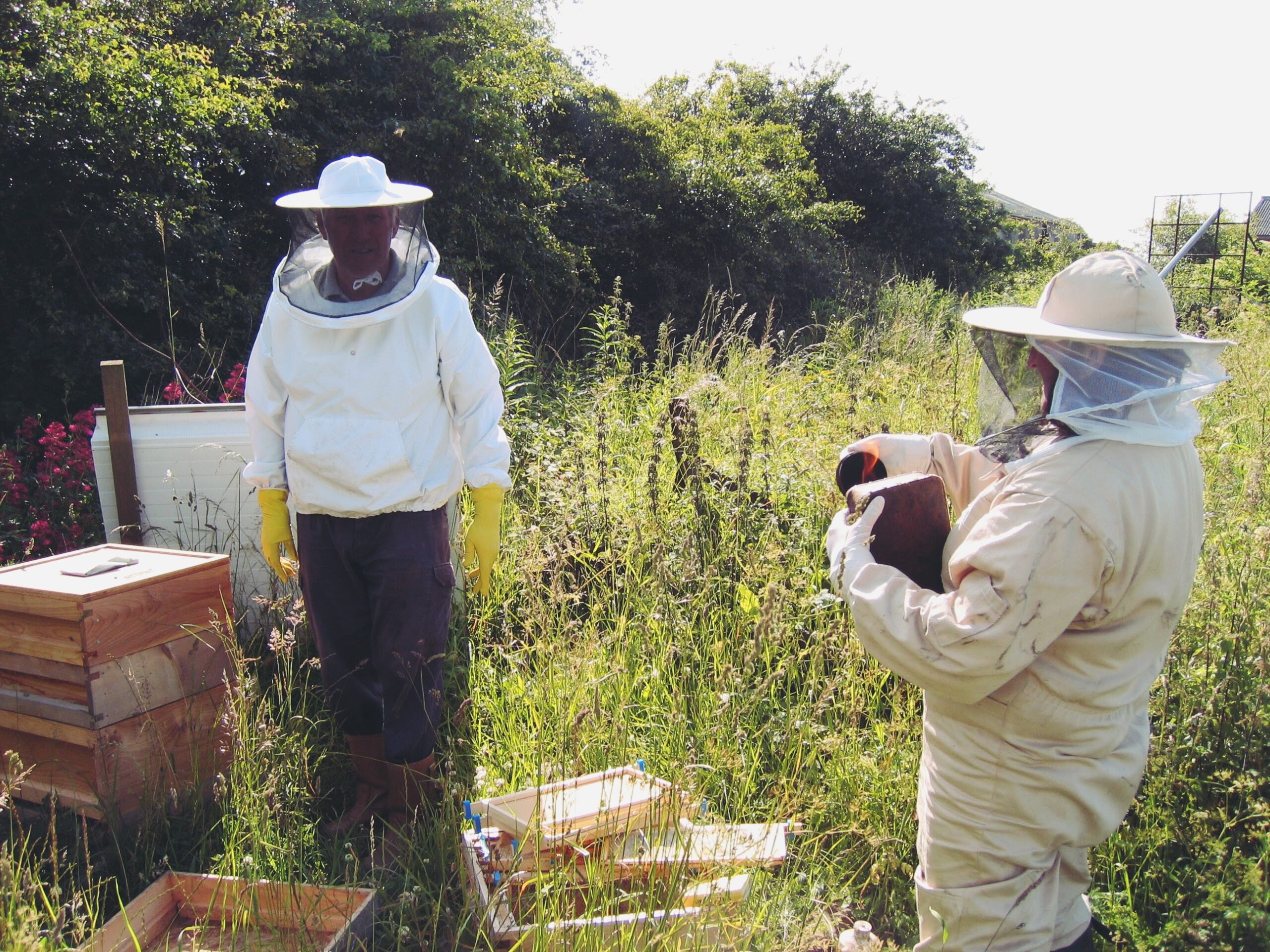 Starting with bees