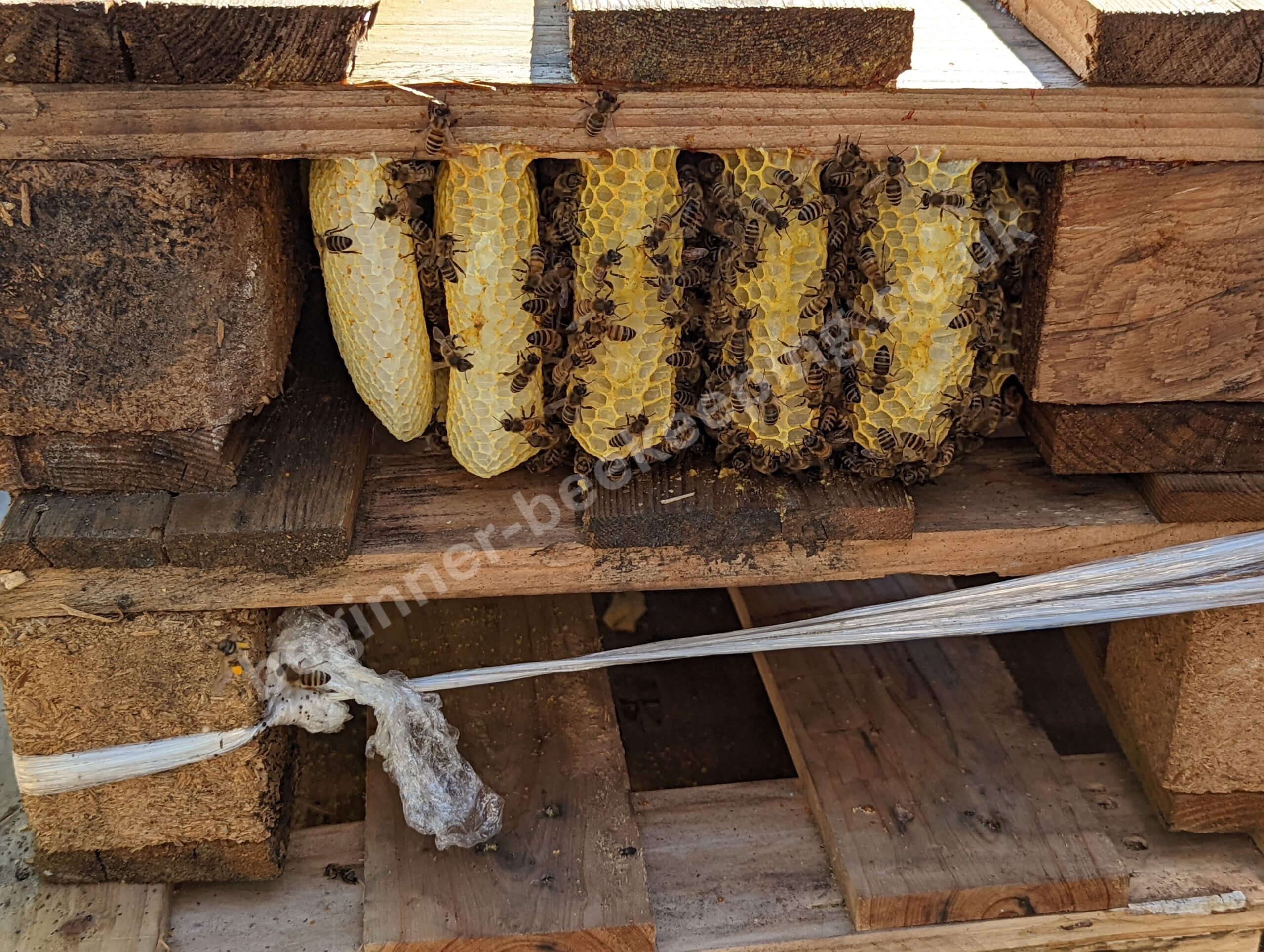 bee space in natural combs