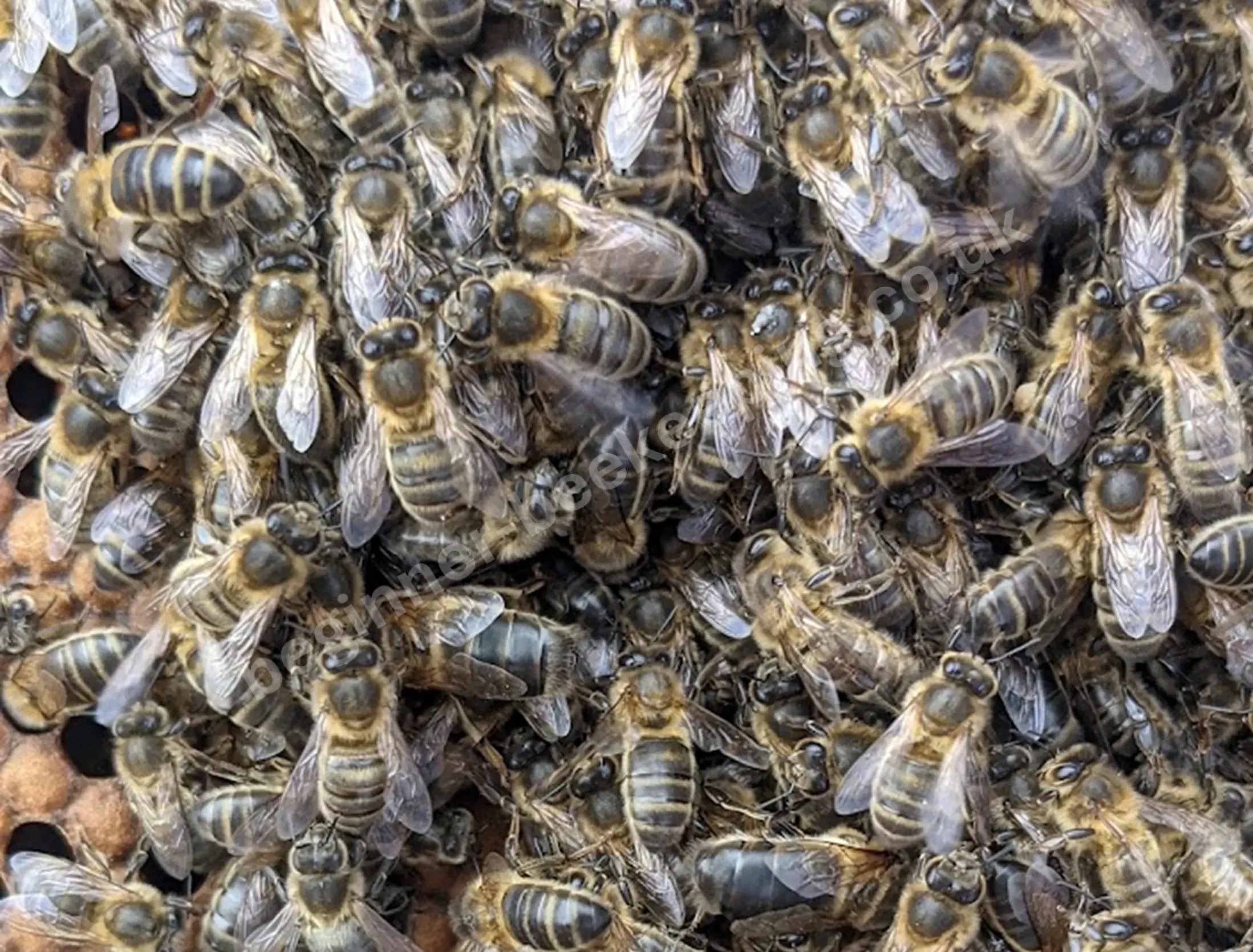 Close-up of worker bees