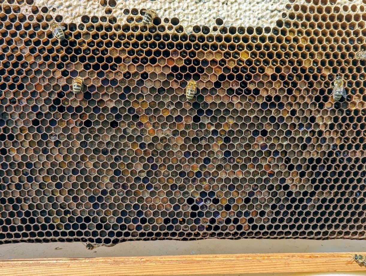 Frame of honeycomb filled with multicoloured pollen stores in a beehive