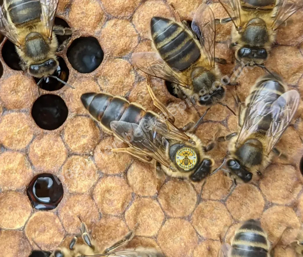 Close-up of developing queen cells in a honeycomb frame used for OTS queen rearing