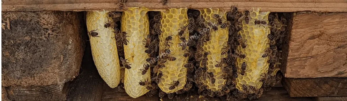 Wild honeycomb built naturally by bees in a hollow space