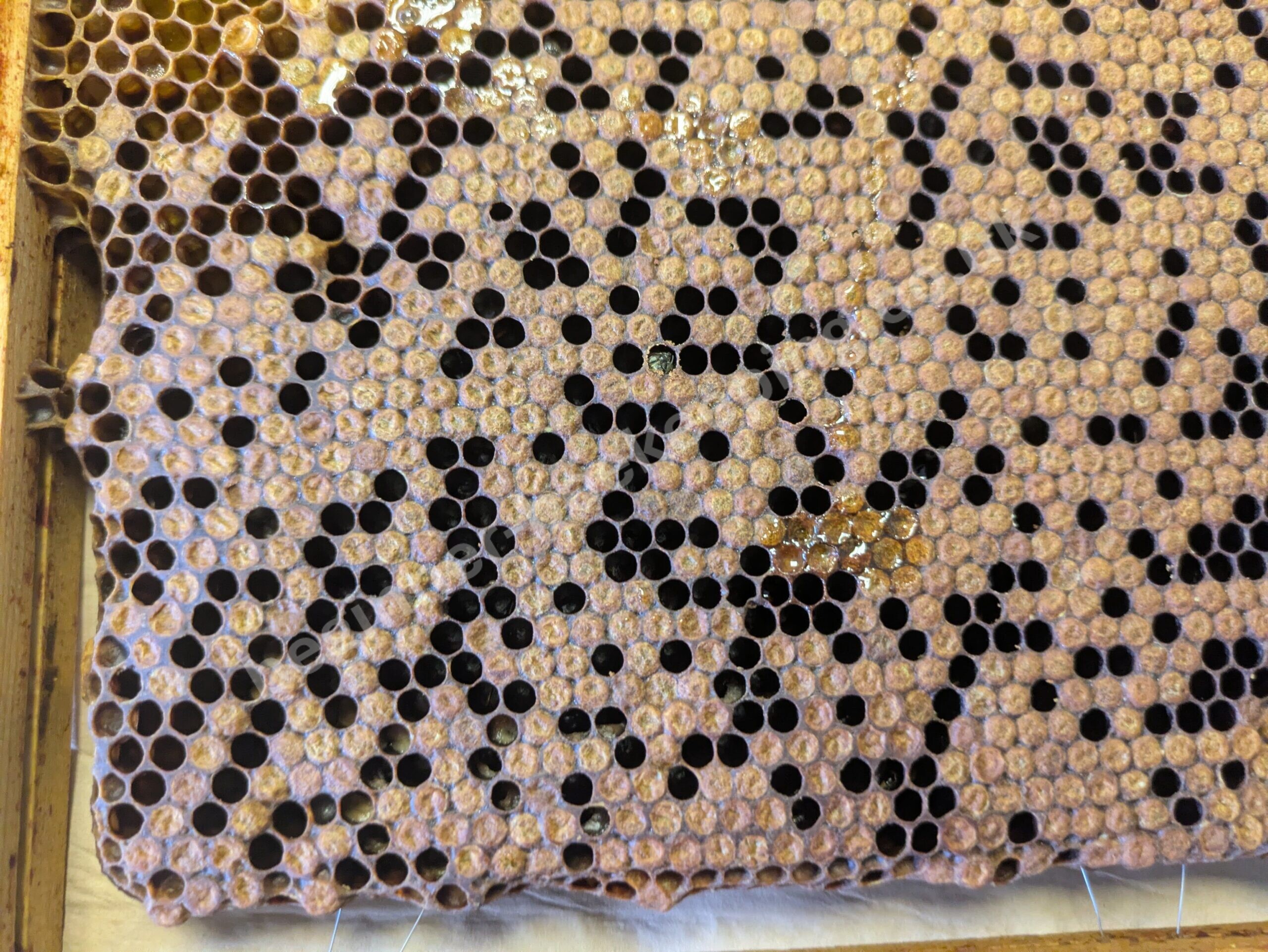 The spotty brood pattern of foulbrood